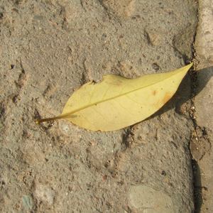 秋芬的婬乱生活无删减百度云
